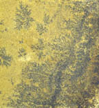fossil bathroom tiles
