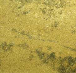 real fossil tiles