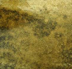fossil stone