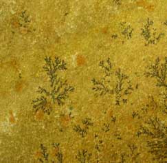 fossil stone tiles