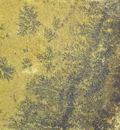 real fossils in stone tiles